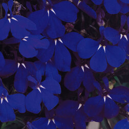 ����  ������� ������������ ������� ������� ��� (1��-1000�����) ���������������� ������, ������ �� 1856 ���