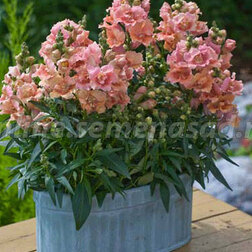 ����  ������� ��� �������� ������ ��� (1��-1000��) ���������������� ������, ������ �� 3520 ���