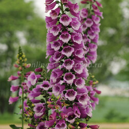 ����  ����������� �������� ����� (1��-100�����) ���������������� ������, ������ �� 1056 ���