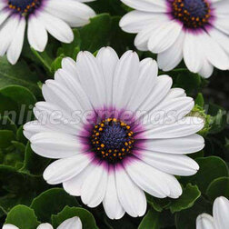 ����  ������������ ������ ���� ����� �� (1��-100 ��) ���������������� ������, ������ �� 4048 ���