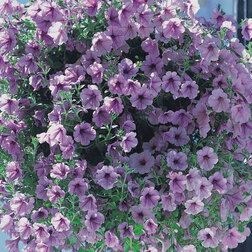 ����  ������� ��������� ����� ����� ��� (1��-250�����) ���������������� ������, ������ �� 6800 ���