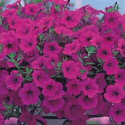 ����  ������� ��������� ����� ����� (1��-1000�����) ���������������� ������, ������ �� 26400 ���