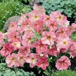 ����  ������� ����������� ������ ��������� (1��-1000�����) ���������������� ������, ������ �� 4160 ���