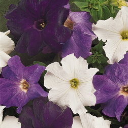 ����  ������� ����������� ����� �������� ���� (1��-1000 �����) ���������������� ������, ������ �� 1920 ���