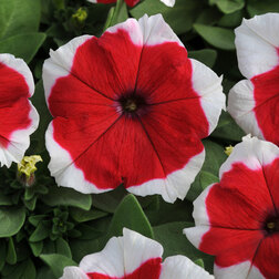 ����  ������� ����������� ����� ��� ������ (1��-1000�����) ���������������� ������, ������ �� 1920 ���