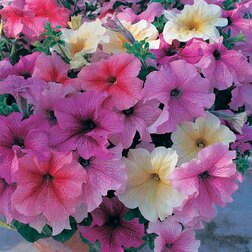 ����  ������� ����������� ����� ������ ���� ���� (1��-1000�����) ���������������� ������, ������ �� 2080 ���