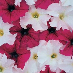 ����  ������� ����������� ����� ���� ������� ���� (1��-1000�����) ���������������� ������, ������ �� 2080 ���