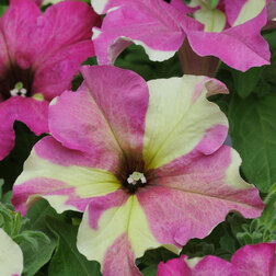 ����  ������� ����������� ��������� ���� ������� (1��-100�����) ���������������� ������, ������ �� 2400 ���