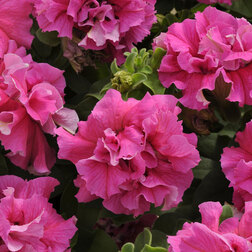 ����  ������� �������� ���� ������ ���� (1��-100�����) ���������������� ������, ������ �� 560 ���