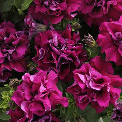 ����  ������� �������� ��� �������� (1��-100�����) ���������������� ������, ������ �� 560 ���