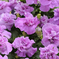 ����  ������� �������� ��� �������� (1��-100�����) ���������������� ������, ������ �� 560 ���