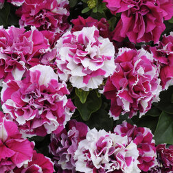 ����  ������� �������� ��� ���� ��� ���� (1��-100�����) ���������������� ������, ������ �� 560 ���