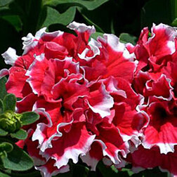 ����  ������� �������� ������� ��� (1��-100�����) ���������������� ������, ������ �� 560 ���