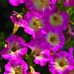 ����  ������� ���������� ��������� ���� ���� (1��-1000�����) ���������������� ������, ������ �� 4800 ���