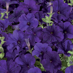 ����  ������� ����������� ��������� ��� (1��-1000�����) ���������������� ������, ������ �� 1232 ���