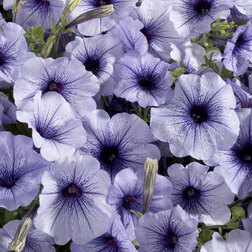 ����  ������� ����������� ��������� ��� ��� (1��-1000�����) ���������������� ������, ������ �� 1232 ���