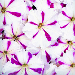 ����  ������� ����������� ��������� �������� ���� (1��-1000�����) ���������������� ������, ������ �� 1232 ���