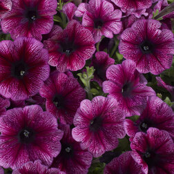 ����  ������� ����������� ��������� ���� ��� (1��-1000�����) ���������������� ������, ������ �� 1232 ���