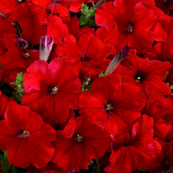 ����  ������� ����������� ��������� ��� (1��-1000�����) ���������������� ������, ������ �� 1232 ���