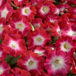 ����  ������� ����������� ��������� ��� ���� (1��-1000�����) ���������������� ������, ������ �� 1232 ���