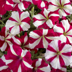 ����  ������� ����������� ��������� ���� ���� (1��-1000�����) ���������������� ������, ������ �� 1232 ���