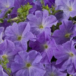 ����  ������� ����������� ��������� ���� ��� (1��-1000�����) ���������������� ������, ������ �� 1232 ���