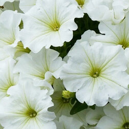 ����  ������� ����������� ��� ���� (1��-1000�����) ���������������� ������, ������ �� 2080 ���