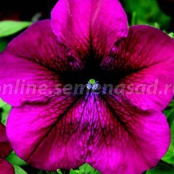 ����  ������� ����������� ��� ������� (1��-1000�����) ���������������� ������, ������ �� 2080 ���