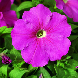 ����  ������� ����������� ��� ���� (1��-1000�����) ���������������� ������, ������ �� 2080 ���