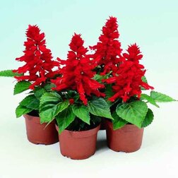 ����  ������� ����� ����� ��� (1��-1000��) ���������������� ������, ������ �� 2960 ���