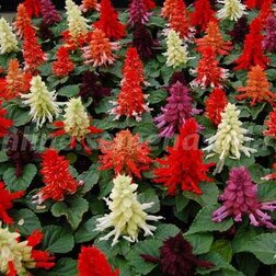 ����  ������� ����� ���� (1��-1000��) ���������������� ������, ������ �� 2960 ���