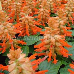 ����  ������� ����� ������ (1��-1000��) ���������������� ������, ������ �� 2960 ���