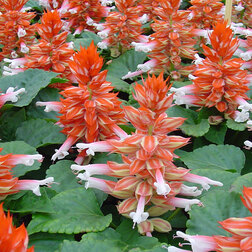 ����  ������� ����� ������� ������� (1��-1000��) ���������������� ������, ������ �� 2960 ���