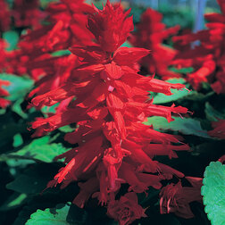 ����  ������� ������ ��� (1��-1000��), ������ �� 2560 ���