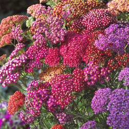 ����  ������������� �������� ��� ������ (1��-1000��) ���������������� ������, ������ �� 3280 ���