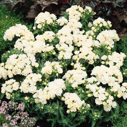 ����  ����� ��������� ������ ���� (1��-1000��) ���������������� ������, ������ �� 4000 ���