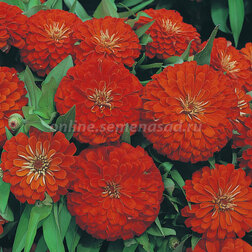 ����  ������ �������� ������� (1��-1000��) ���������������� ������, ������ �� 17600 ���