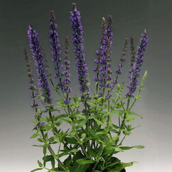 ����  ������ ������ ����� ��� (1��-250 ��) ���������������� ������, ������ �� 1504 ���