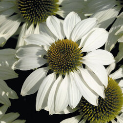 ����  �������� ���������� ���� (1��-250��) ���������������� ������, ������ �� 2240 ���