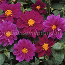 ����  �������� ������ ������ ������ (1��-1000��) ���������������� ������, ������ �� 4800 ���