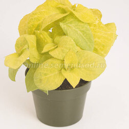 ����  ������ ������ ������ (1��-1000��) ���������������� ������, ������ �� 1856 ���