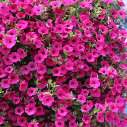 ����  ������� ��������� F1 ����� ������� (1��-100�����) ���������������� ������, ������ �� 1920 ���