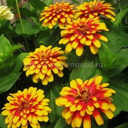 ����  ������ ����� ������� ��� ����� (1��-100��) ���������������� ������, ������ �� 4928 ���