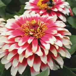 ����  ������ ����� ����� ��� ������ (1��-100��) ���������������� ������, ������ �� 4928 ���