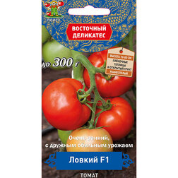 ����  ����� ������ F1 (��������� ���������), ������ �� 33 ���