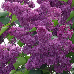 ����  ������ ������������ �����, ������ �� 595 ���