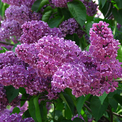 ����  ������������ ������ ������������ ������ ������, ������ �� 595 ���