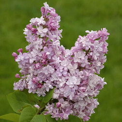 ����  ������ ������������ �.�.������������, ������ �� 595 ���