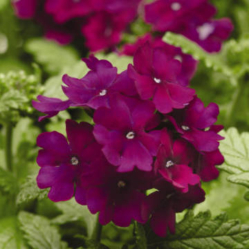 ����  ������� ����� ����� (1��-1000��) ���������������� ������, ������ �� 3872 ���