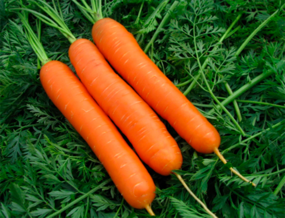 ����  ������ ���������� ������� ����� ������ F1, 0,5 � ������ ���������, ������ �� 99 ���